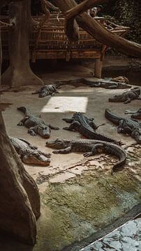 Crocodiles