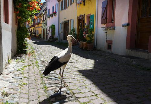 Poke wandeling in Eguisheim in de Elzas