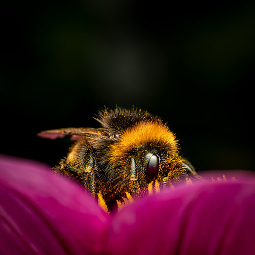 Cute Bumblebee