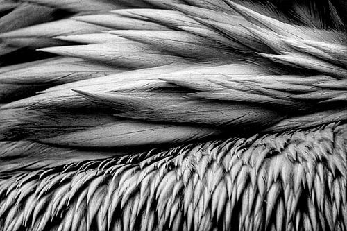 Verenpracht “Black Edition “