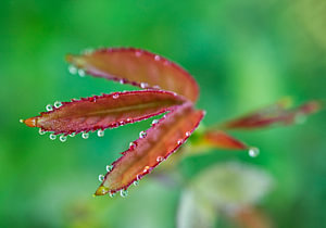 Rote Rosenblätter mit Morgentau 1005A