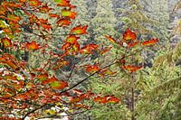 Indian summer, Canadian maple tree in beautiful fall colors