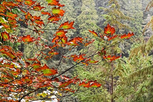 Indian Summer - Canadeese esdoorn boom in mooie herfstkleuren van Jutta Klassen