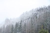 Wald im Nebel im Elbsandsteingebirge