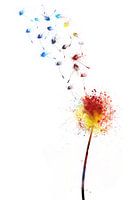 Dandelion. Dandelion with flock of birds.