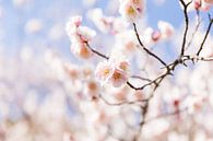 Hellrosa Pfirsichblüte in Japan von Schram Fotografie Miniaturansicht