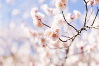 Hellrosa Pfirsichblüte in Japan