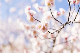 Light pink peach blossom in Japan by Schram Fotografie