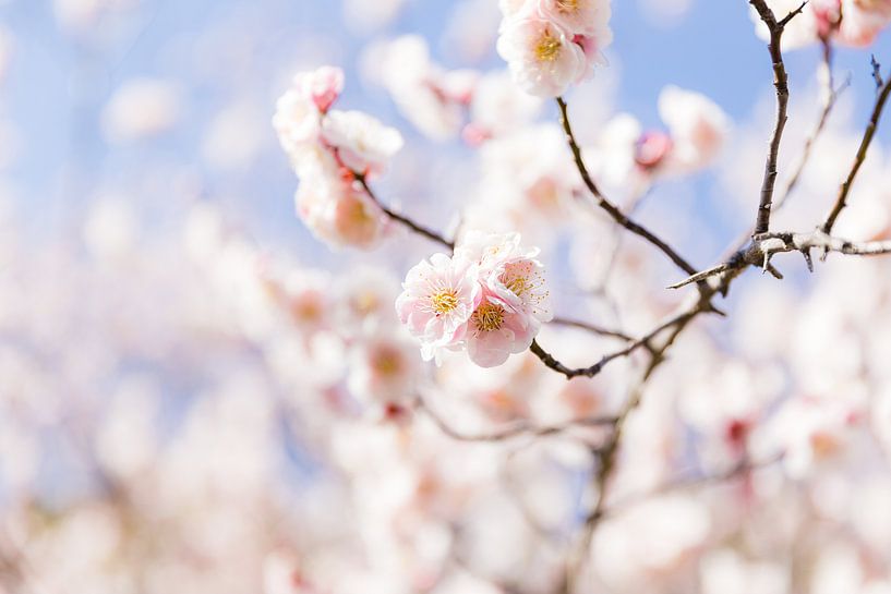 Hellrosa Pfirsichblüte in Japan von Schram Fotografie