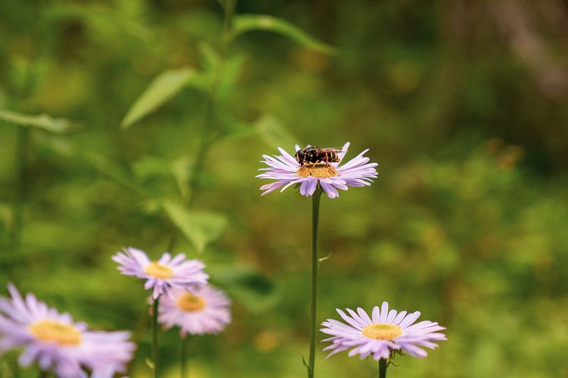 BEI ENJOY BEAUTIFUL FLOWER IN THE MIDDLE OF NATURE by Marc van den Elzen