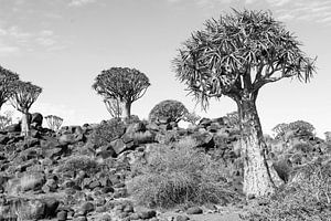 Köcherbäume Namibia