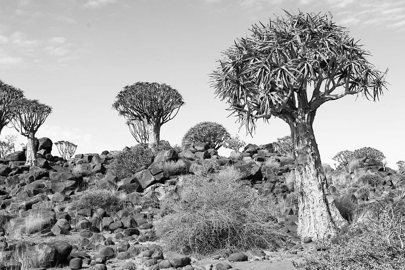 Quiver trees by Inge Hogenbijl