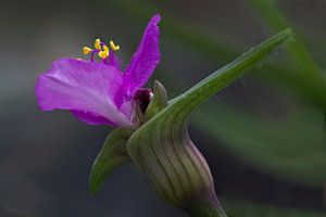 Purple flower von Greetje van Son