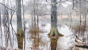 Winterliche Ruhe auf dem Leersumse Veld