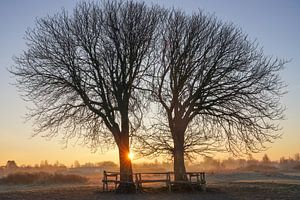 Bomen op Lentevreugd van Dirk van Egmond