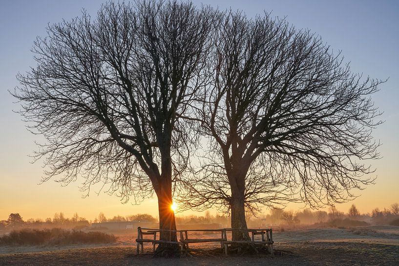 Arbres à Lentevreugd par Dirk van Egmond