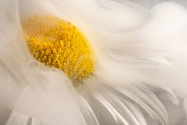 Stille Dynamik – Abstraktion durch weißen Rauch, der über eine weiß-gelbe Blume aufsteigt von Marjolijn van den Berg