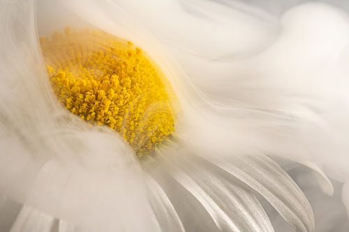 Silent Dynamics – abstraction created by white smoke billowing over a white and yellow flower by Marjolijn van den Berg