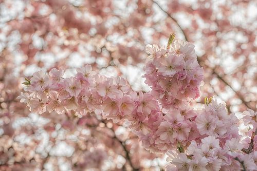 Tak met roze bloesem