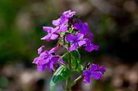 Paarse bloem in close-up Annual Honesty