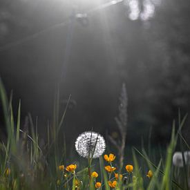 Paardenbloem in een veld in de omgeving van Bière, Zwitserland van Koen Lipman