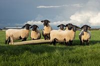 Zwartkop Schapen