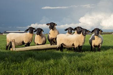Mouton noir sur Pictures by Van Haestregt