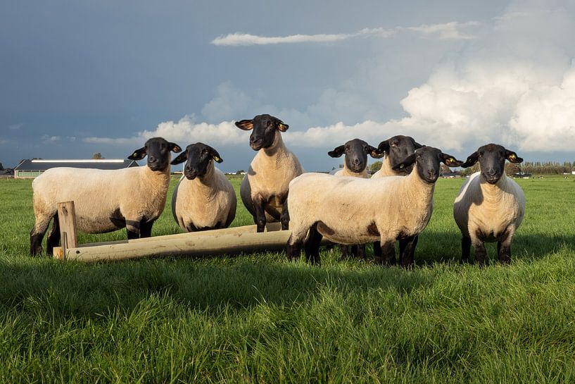 Zwartkop Schapen van Pictures by Van Haestregt