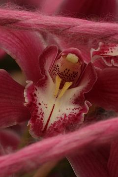 Zachtheid van de orchidee.2 van Daniëlle Eibrink Jansen