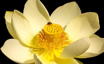 Lotusbloem of waterlelie met insect van Corrie Ruijer