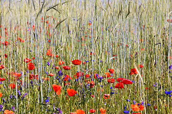 A cornfield with blooming red poppies and blue cornflowers