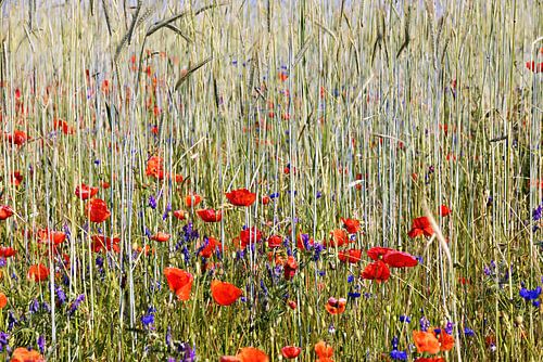 Een korenveld met bloeiende rode papavers en blauwe korenbloemen