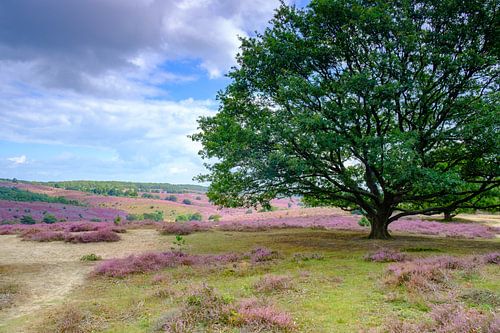 Bloeiende heideheuvels bij de Posbank in Nationaal Park Veluwezoom