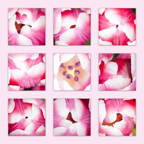 close up bouquet tulip