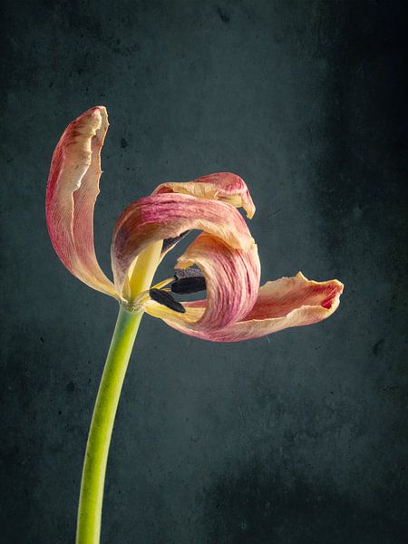 Withered Beauty 3 by Andreas Berheide Photography