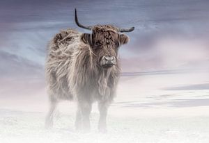 Highlander écossais par un matin brumeux d'hiver