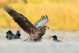 White-tailed Eagle / Sea Eagle ( Haliaeetus albicilla ) young, adolescent landing next to some Commo