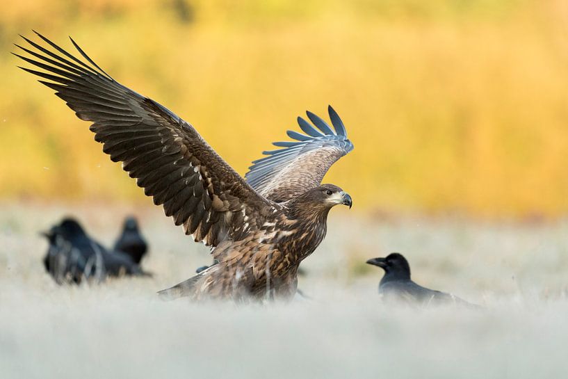 Seeadler ( Haliaeetus albicilla ), Jungvogel landet neben Kolkraben auf einer gefrorenen Wiese, Herb par wunderbare Erde