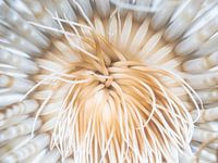 Ceriantharian