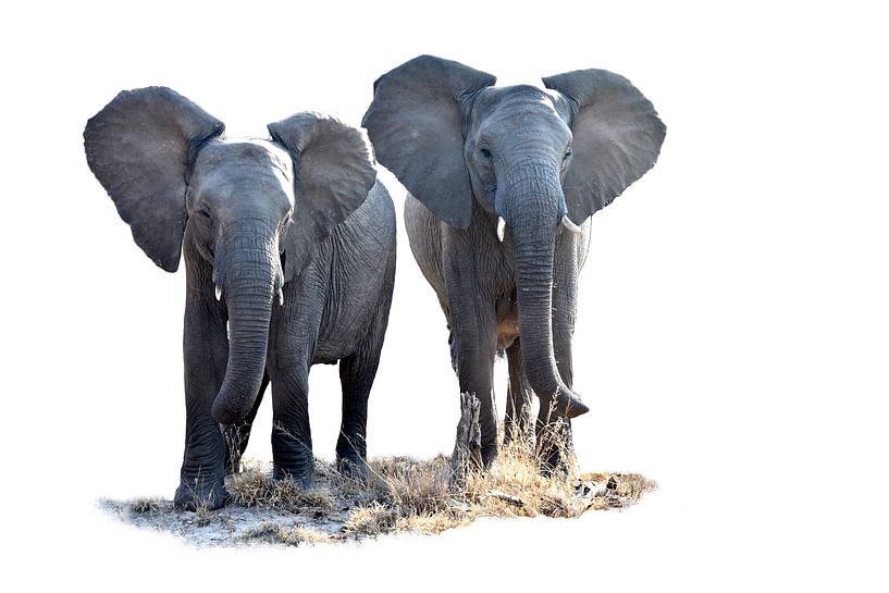 plaines des éléphants par luc Utens