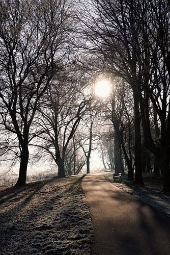 Romantische sfeer in het Rotehornpark aan de oever van de oude Elbe in Maagdenburg