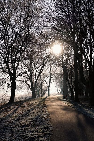 romantic atmosphere in the Rotehornpark on the bank of the old Elbe in Magdeburg by Heiko Kueverling