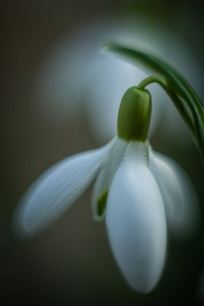 snowdrop close up by KB Design & Photography (Karen Brouwer)