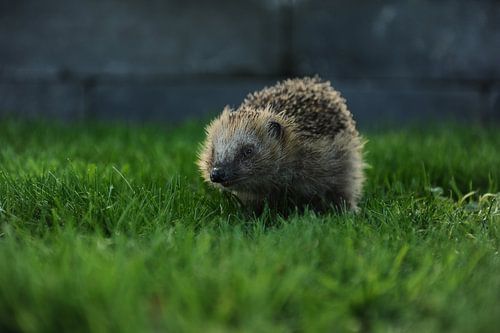 Hedgehog photographed in nature
