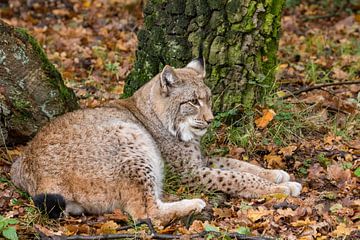 Liggende Lynx in herfst bos van Fokko Erhart