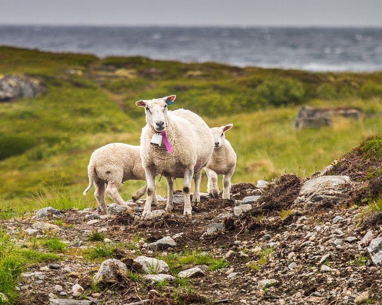 Schafe entlang der Küste auf den Vesterålen von Hamperium Photography