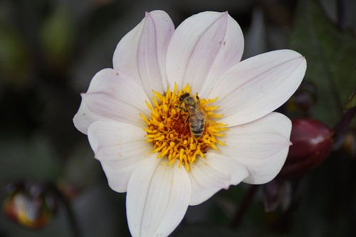 White flower with a delicate pink tone of the Dahlia hortensis