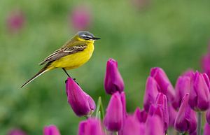 Een gele kwikstaart op een tulp in een tulpenveld
