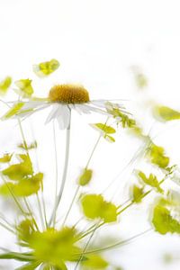 Margriet