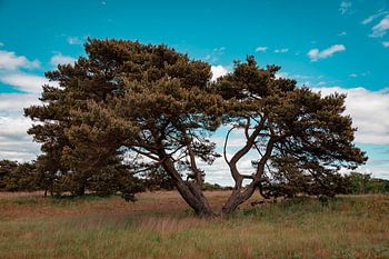 Ein alleinstehender Baum im Mainzer Sand